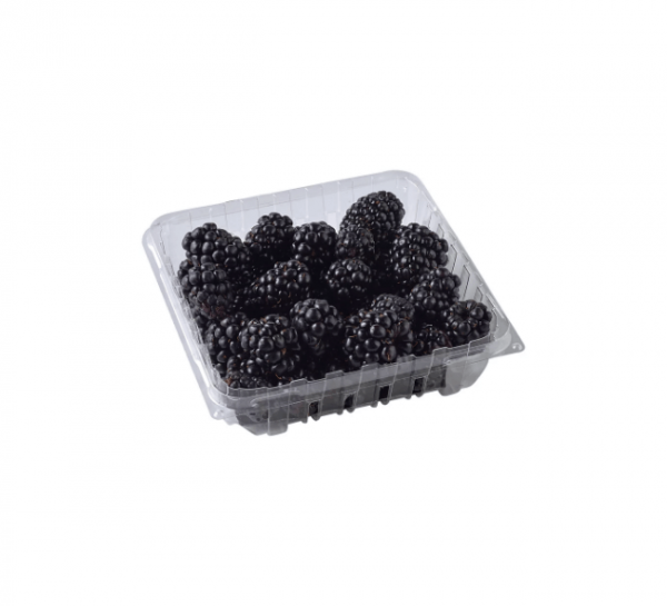 Organic Blueberries Package - Image 7